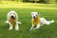 Image 4 of I Dig Vermont Bandana