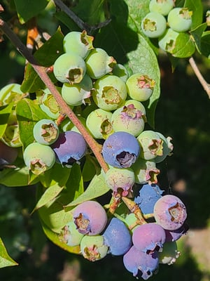 Image of Blueberries