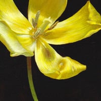 Image 2 of Yellow Tulip Portrait