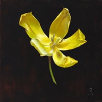 Image 4 of Yellow Tulip Portrait