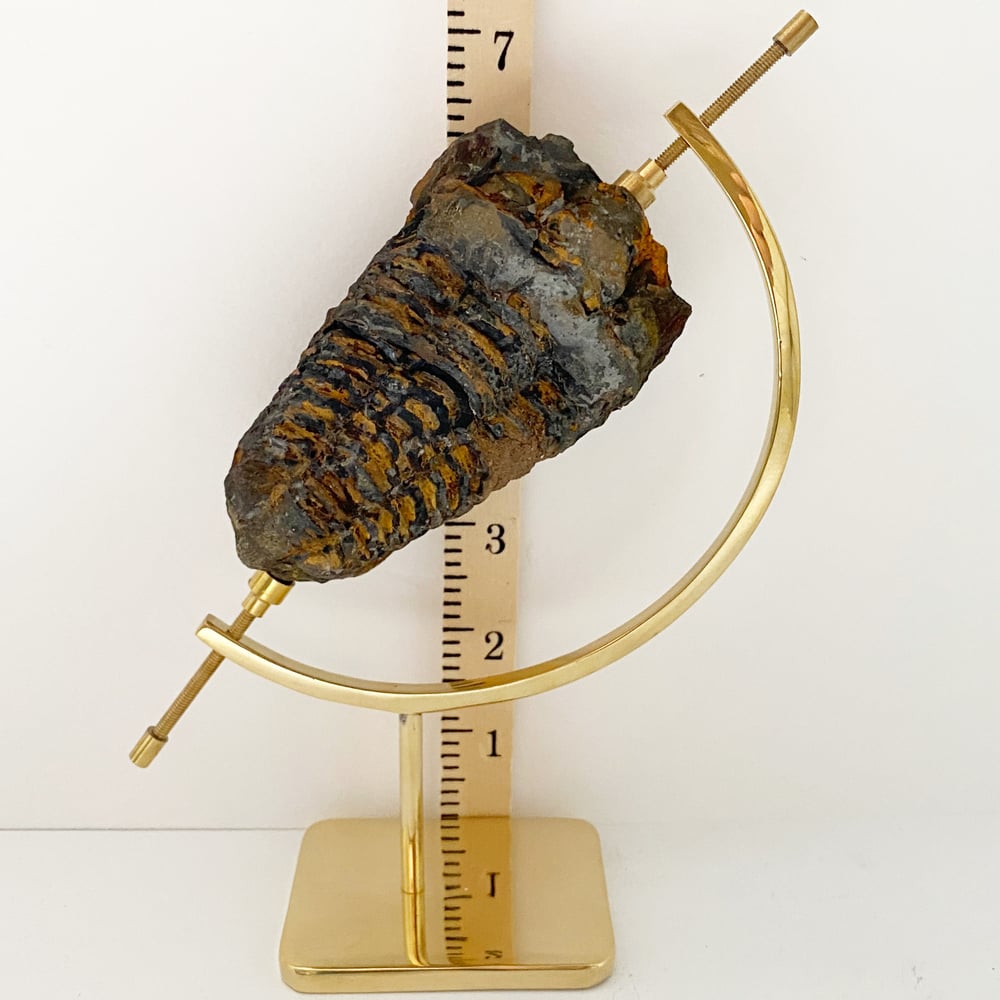 Image of Trilobite Fossil no.92 + Brass Arc Stand