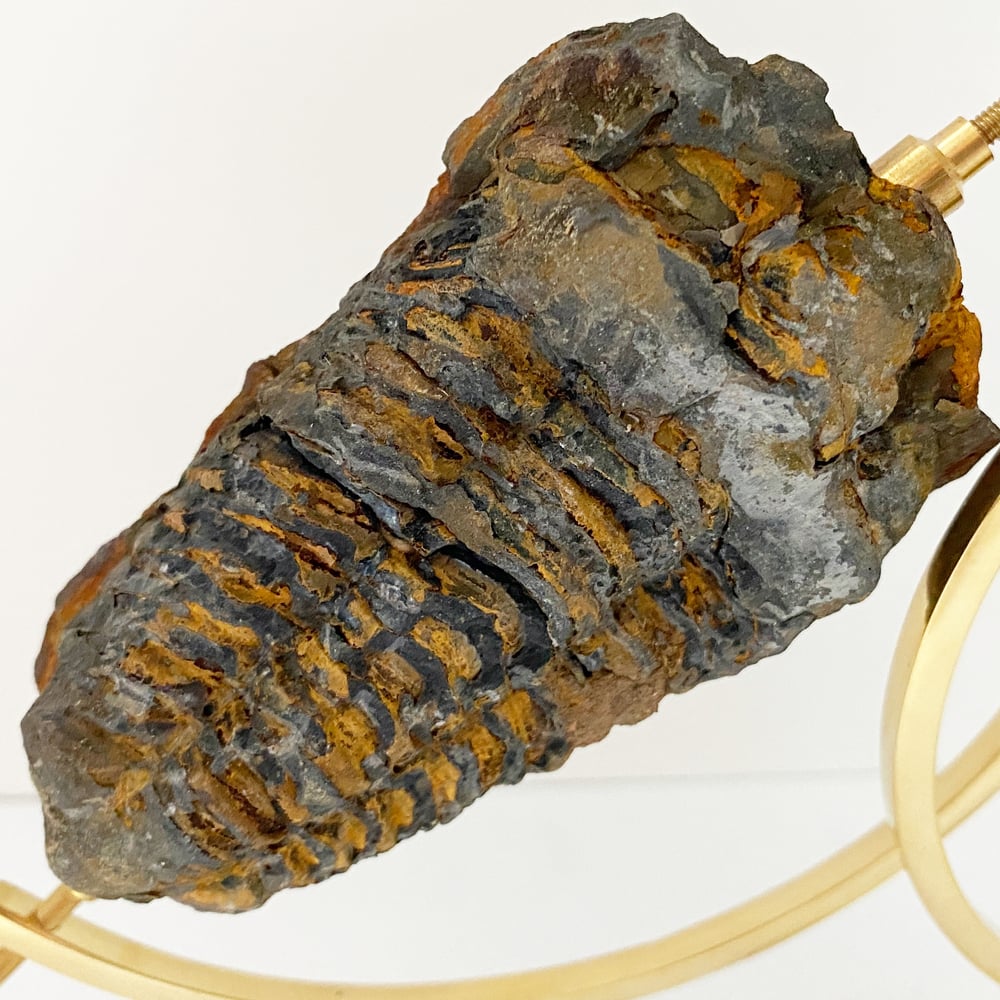 Image of Trilobite Fossil no.92 + Brass Arc Stand