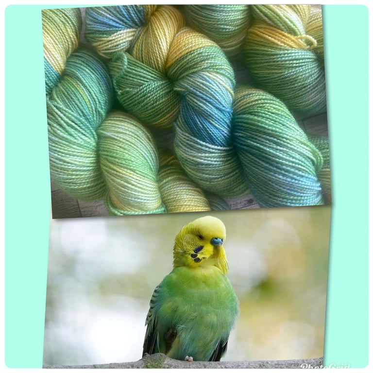 Budgie Image 3