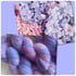 Hydrangea  Image 4