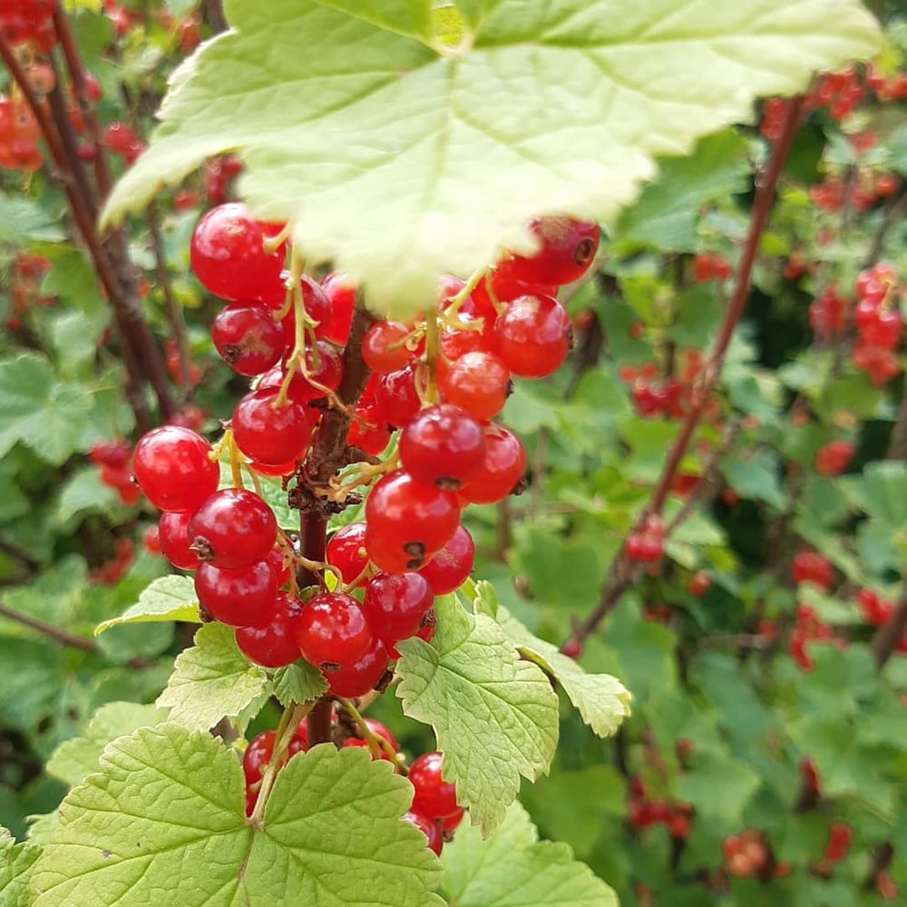 Image of Redcurrant Jelly