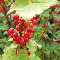 Image 2 of Redcurrant Jelly