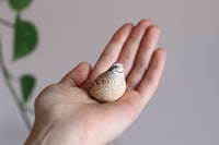 Image 5 of Quail