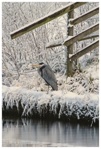 Norfolk harnser in winter - pack of 5 Christmas Cards