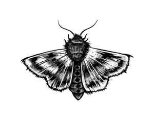 'Just A Moth' 11" x 14" Print