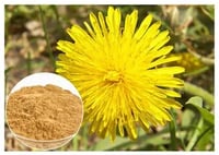 Dandelion Root