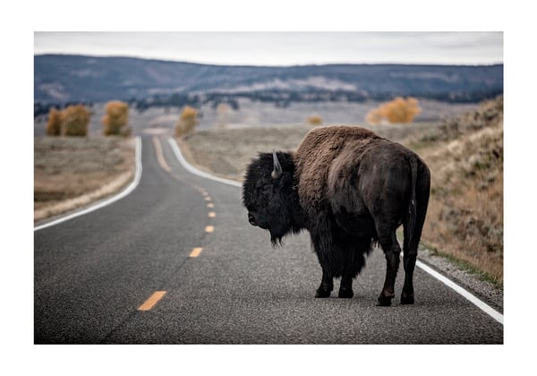 Image of YELLOWSTONE BISON Print