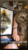 Pet Portrait (DIGITAL AND PHYSICAL OPTIONS)