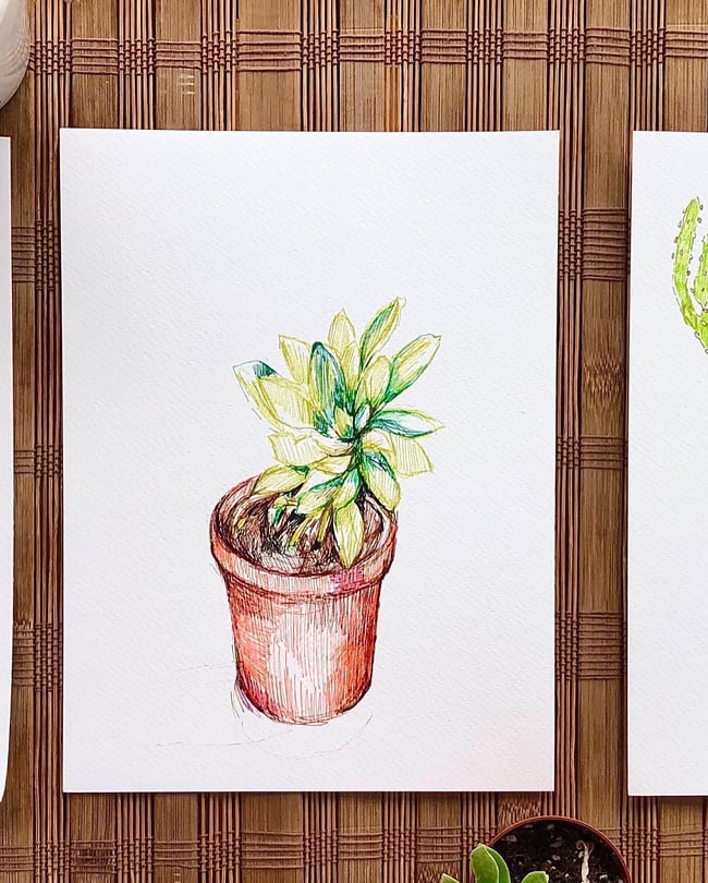 Cacti