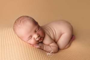 Image of Harley / Just Peachy