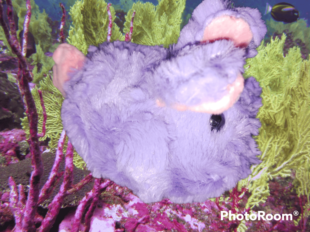 Mini Sea Bunny Plush