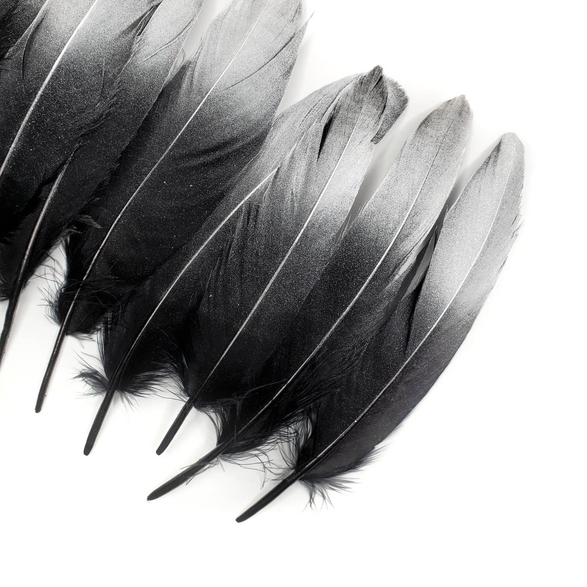 3-5 Inch Black Goose Feathers. 10 Fuzzy Dark Colored Bird,  Canada