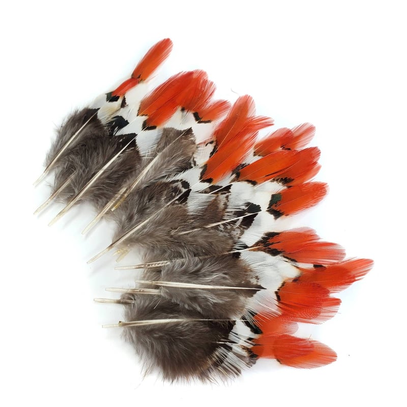 Pheasant Feathers Natural Lady Amherst Pheasant Red Orange Tip