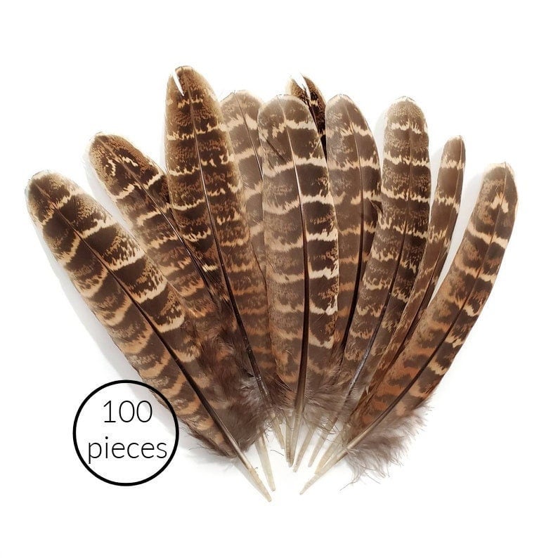 BULK 100 Pieces, Reeves Pheasant Feathers, 4-6