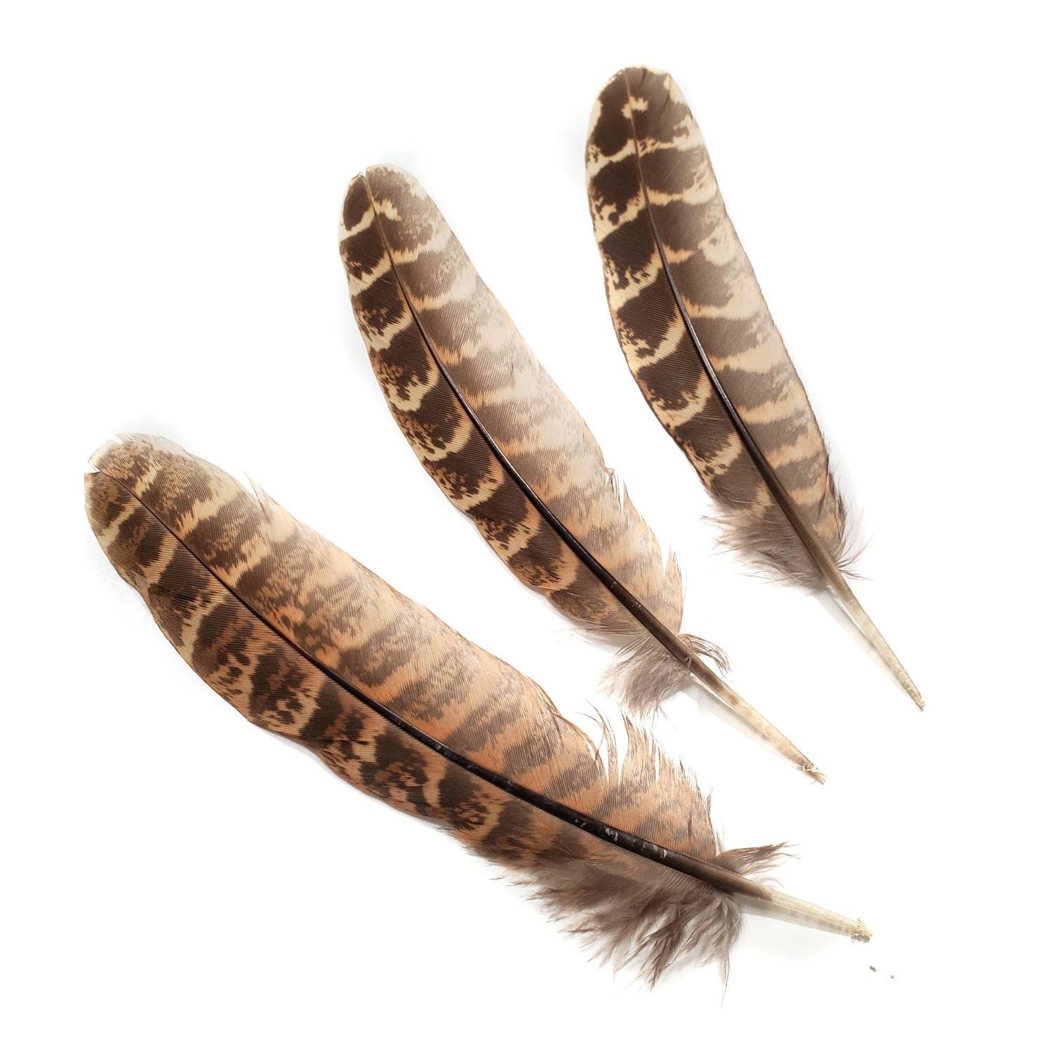 BULK selling 100 Pieces, Reeves Pheasant Feathers, 4-6