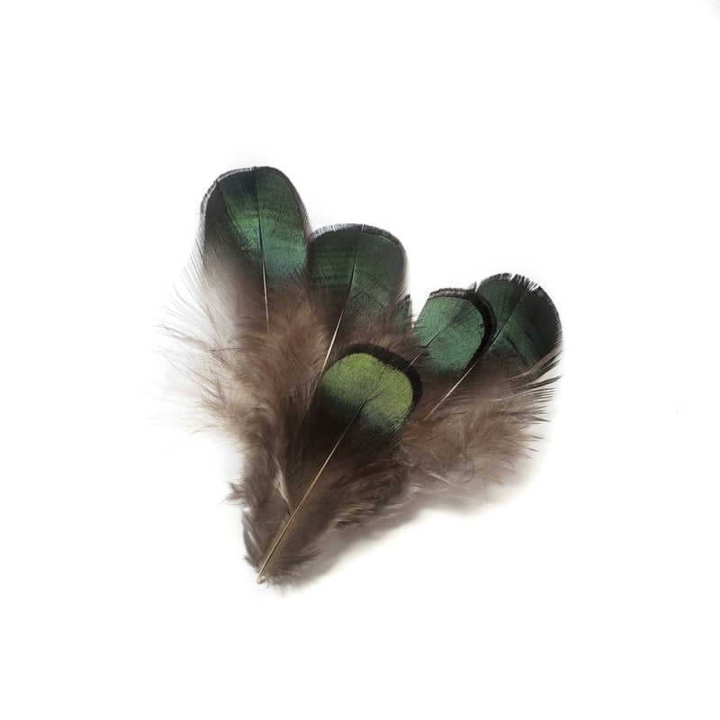 Stunning Green Feathers