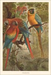 Macaws Colorful Art Print