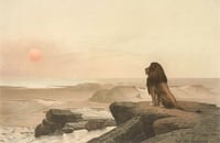 Lion Watching Sunset Art Print