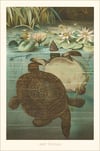 Softshell Turtles Art Print