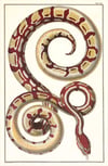 Red Patterned Snake Art Print