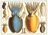 Exotic Squid Vintage Art Print