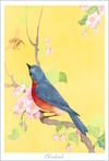 Bluebird and Bee Art Print