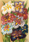 Colorful Iris Art Print