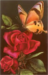 Butterfly and Roses Art Print