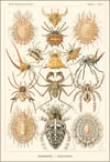 Arachnids Spinnentiere Art Print