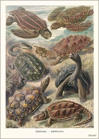 Turtles and Tortoises Art Print