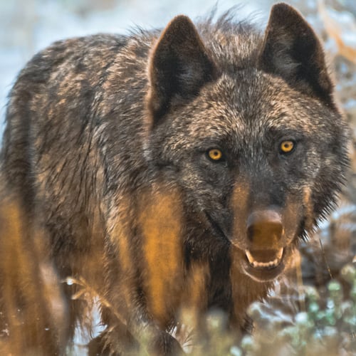 Image of The Black Wolf