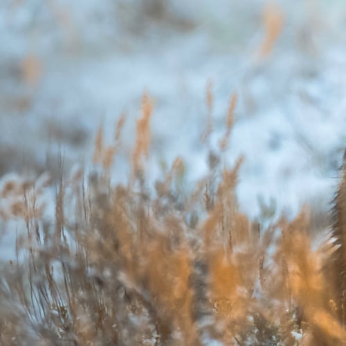 Image of The Black Wolf