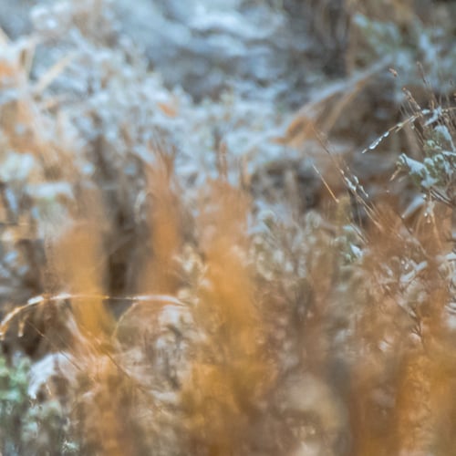 Image of The Black Wolf