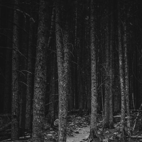 Image of The Dark Forest