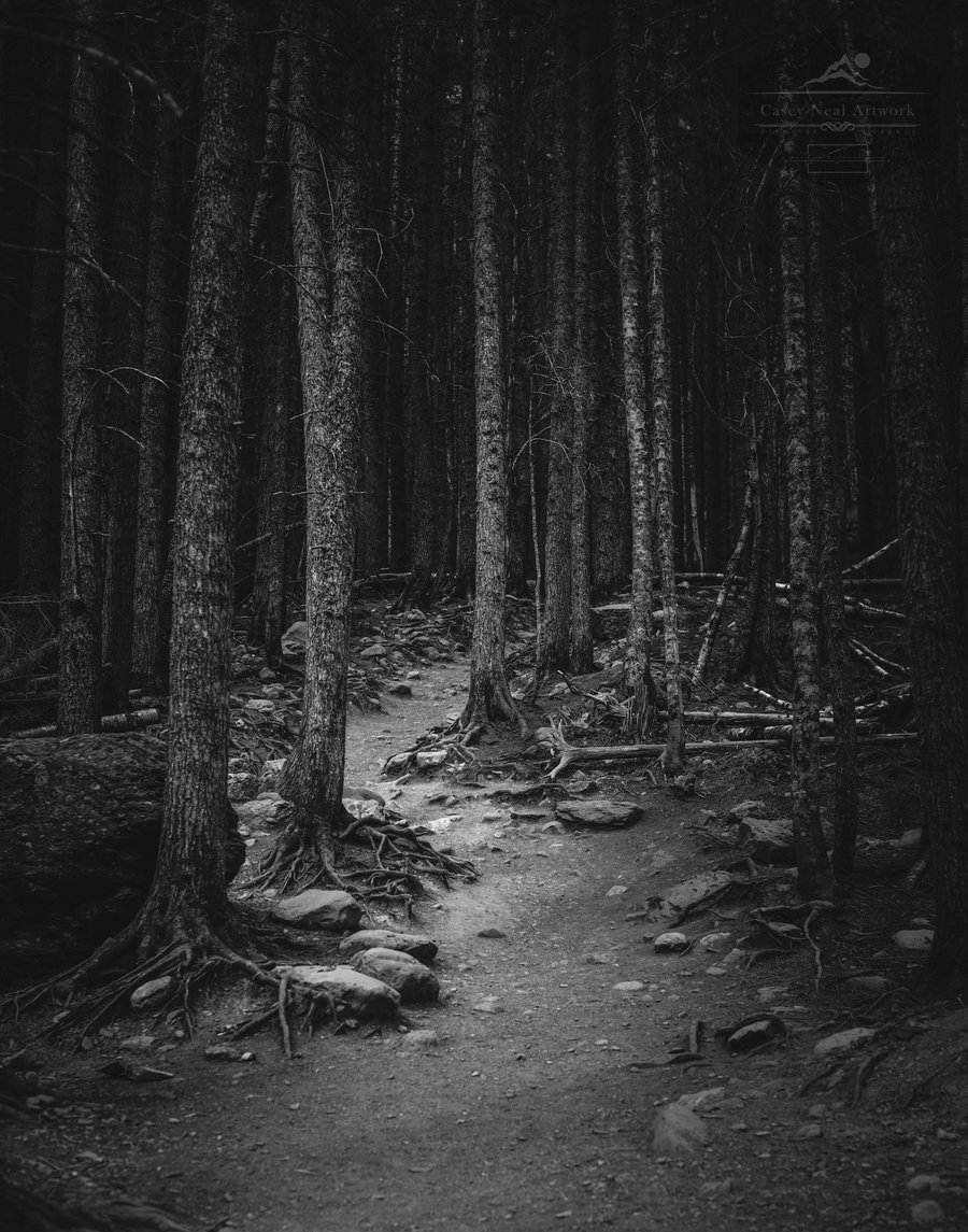 Image of The Dark Forest