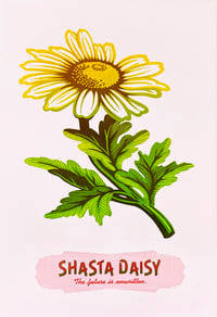 Shasta Daisy