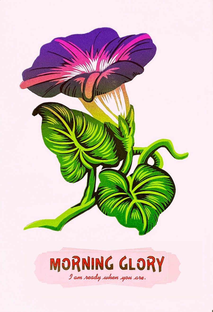 Image of Morning Glory