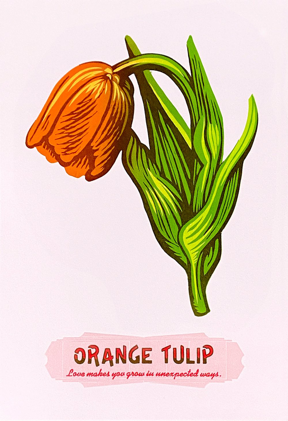 Image of Orange Tulip