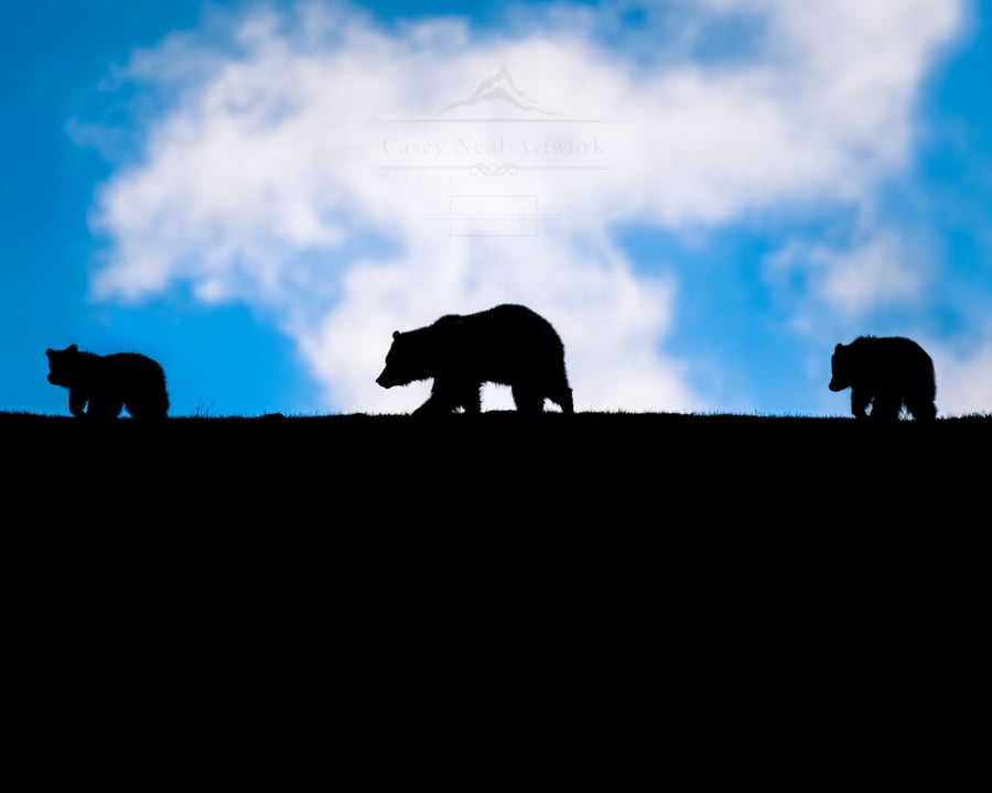 Image of A Grizzly Silhouette