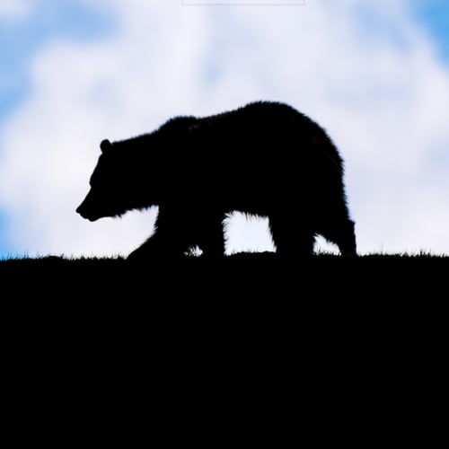 Image of A Grizzly Silhouette