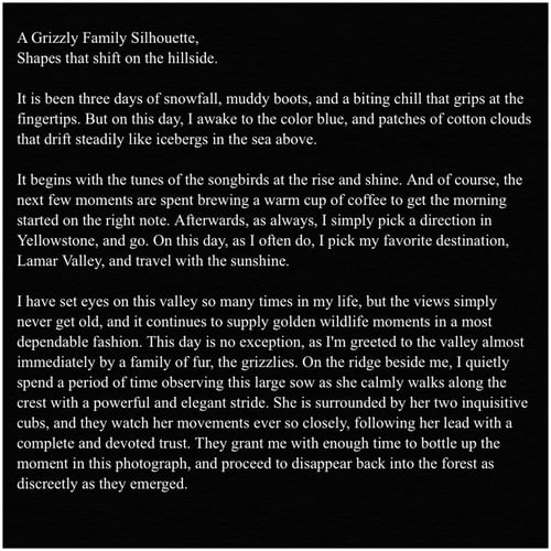 Image of A Grizzly Silhouette