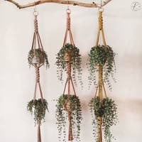 Image 1 of Double Crown Plant Hanger