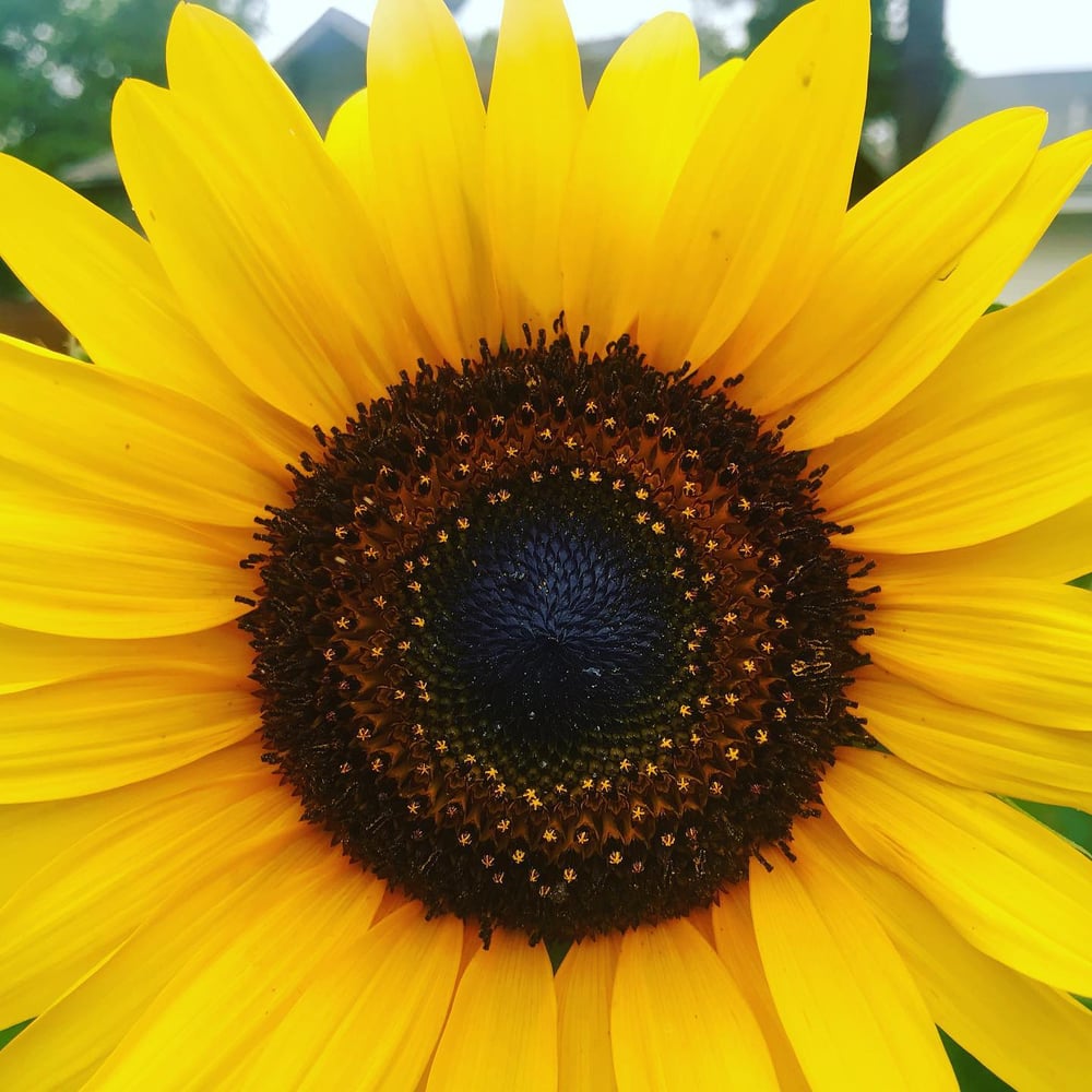 SunFlower Power Pack 