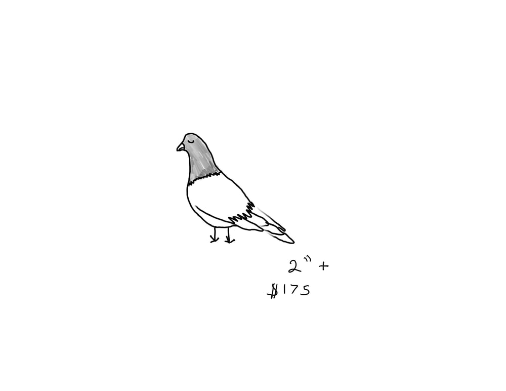 Image of Pigeon