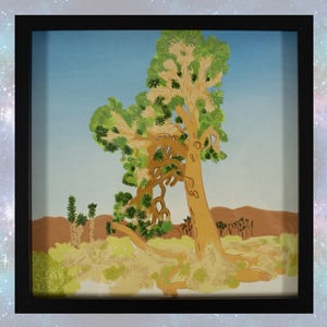Joshua Tree Yucca Valley