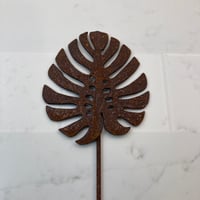 Monstera Leaf 